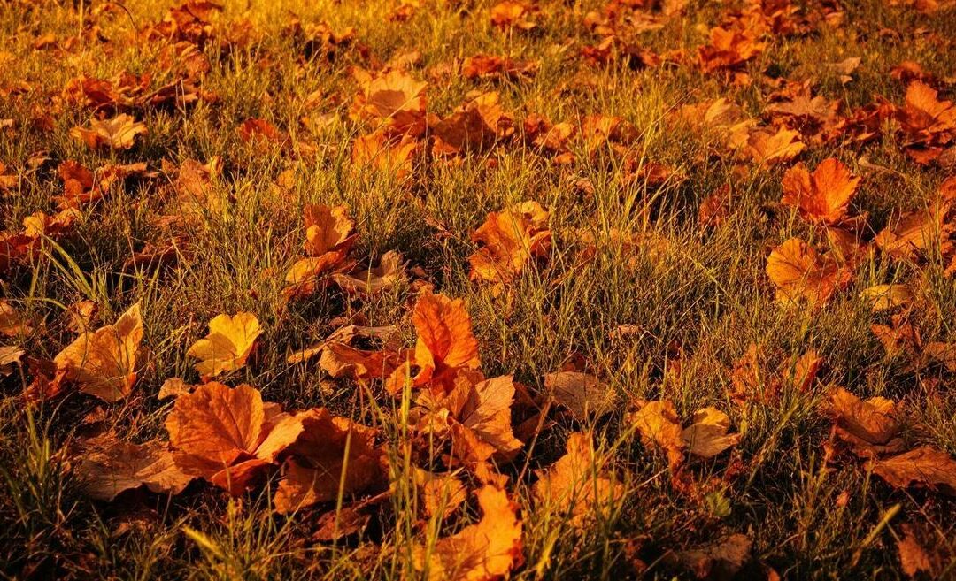 Formation des opérateurs à l&rsquo;OEE : Maximiser l&rsquo;efficacité de votre équipement
