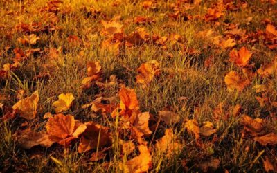 Formation des opérateurs à l&rsquo;OEE : Maximiser l&rsquo;efficacité de votre équipement