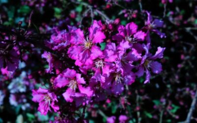 Optimisez vos Performances avec les Outils d&rsquo;Automatisation OEE